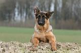 BERGER ALLEMAND 1177